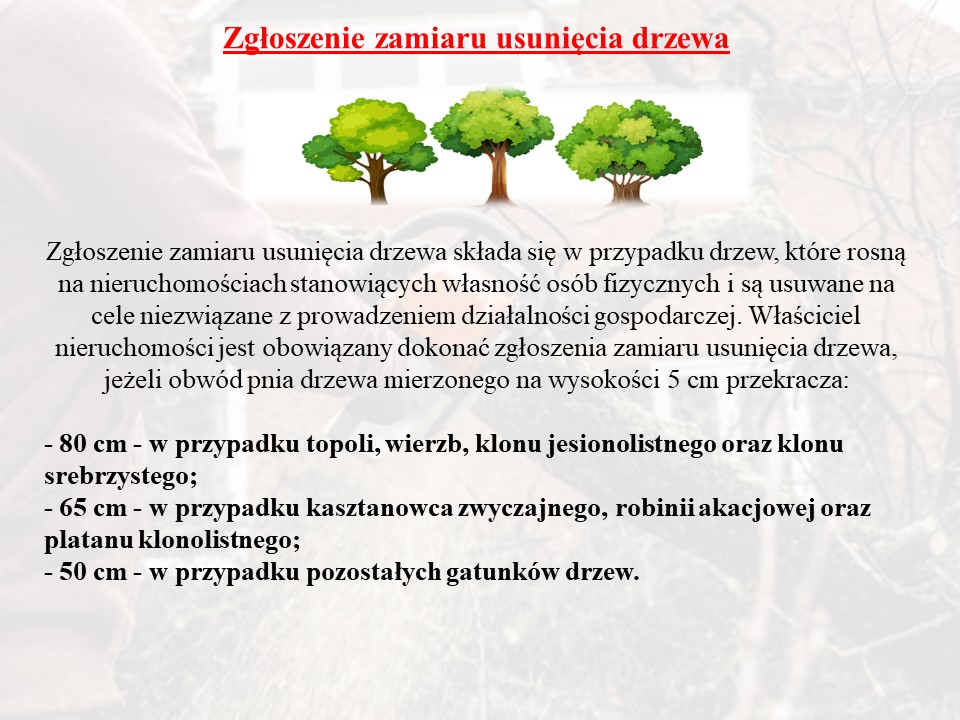 Na środku znajduje się obraz przedstawiający 3 drzewa i tekst Zgłoszenie zamiaru usunięcia drzewa      Zgłoszenie zamiaru usunięcia drzewa składa się w przypadku drzew, które rosną na nieruchomościach stanowiących własność osób fizycznych i są usuwane na cele niezwiązane z prowadzeniem działalności gospodarczej. Właściciel nieruchomości jest obowiązany dokonać zgłoszenia zamiaru usunięcia drzewa, jeżeli obwód pnia drzewa mierzonego na wysokości 5 cm przekracza: - 80 cm - w przypadku topoli, wierzb, klonu jesionolistnego oraz klonu srebrzystego;- 65 cm - w przypadku kasztanowca zwyczajnego, robinii akacjowej oraz platanu klonolistnego;- 50 cm - w przypadku pozostałych gatunków drzew.